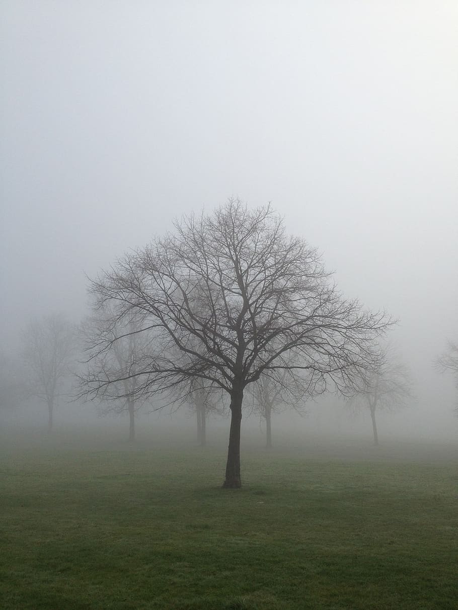 mist, fog, tree, landscape, nature, forest, light, misty, dark, fantasy