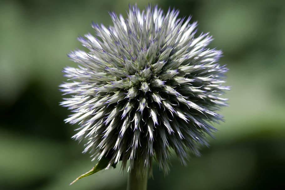 globe thistle, echinops, composites, flora, plant, green, blue, nature, close-up, flower