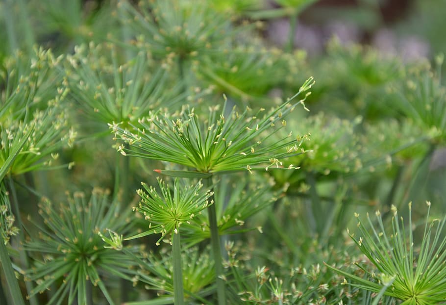 tanaman, cyperus papyrus, warna hijau, alam, tanaman hijau, taman, pertumbuhan, keindahan di alam, fokus pada latar depan, close-up