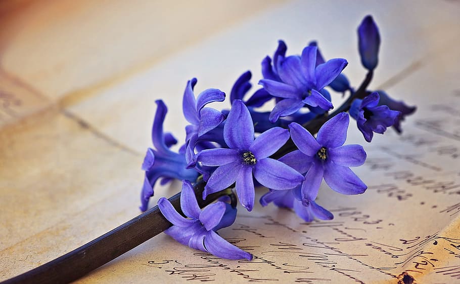 purple, flower, black-and-white, printed, griffonage paper, purple flower, paper, hyacinth, flowers, blue