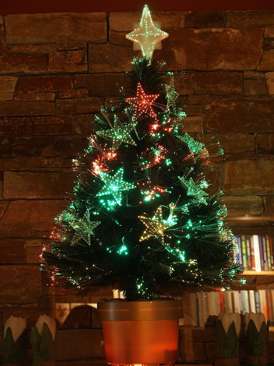 Christmas Tree, Sapling, Christmas, Tree, christmas, tree, christmas time, light, ornament, christmas decoration, celebration