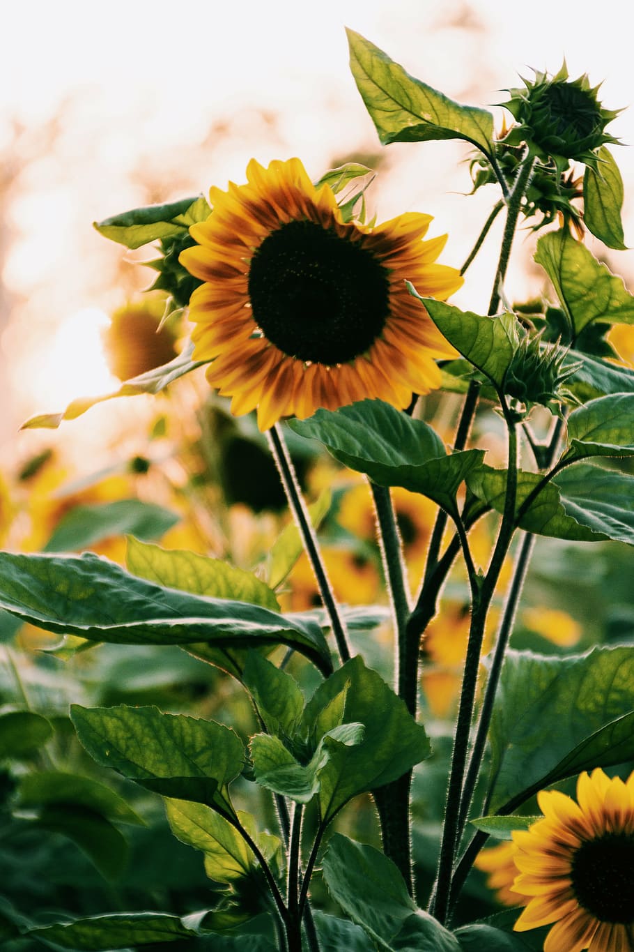 bunga matahari dengan daun, selektif, fokus, fotografi, bunga matahari, mekar, kelopak, daun, kuning, tanaman