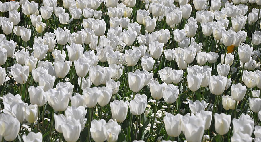 tulipán, blanco, flor, floriade, canberra, australia, planta floreciente, color blanco, frescura, belleza en la naturaleza
