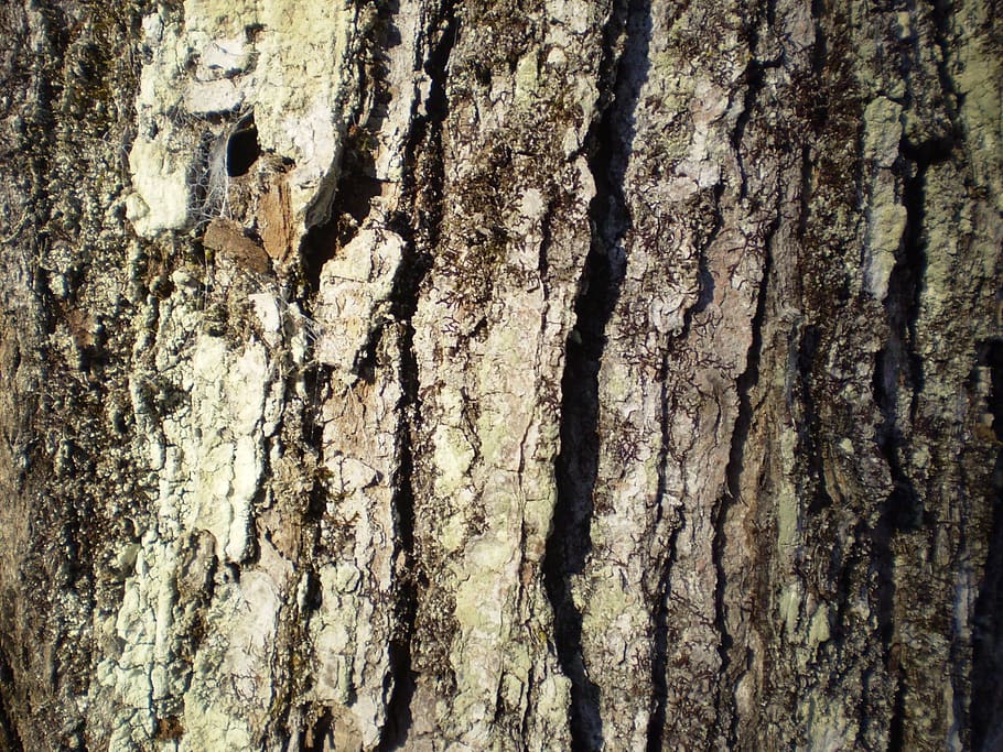 maple, bark, tree, nature, trunk, sugar, syrup, sap, textured, tree trunk