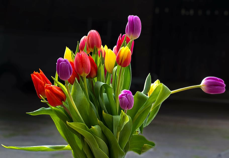 tulips, flowers, cut flowers, summer flowers, colorful, flower, pink color, purple, tulip, petal