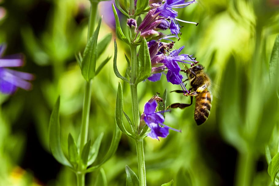 bee, hyssop, flower, purple, flowering plant, plant, beauty in nature, insect, animal, freshness