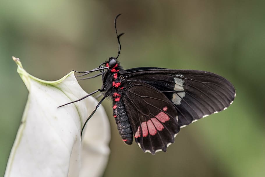 close-up photo, black, red, great, mormon butterfly, butterfly, macro, pose, plant, green