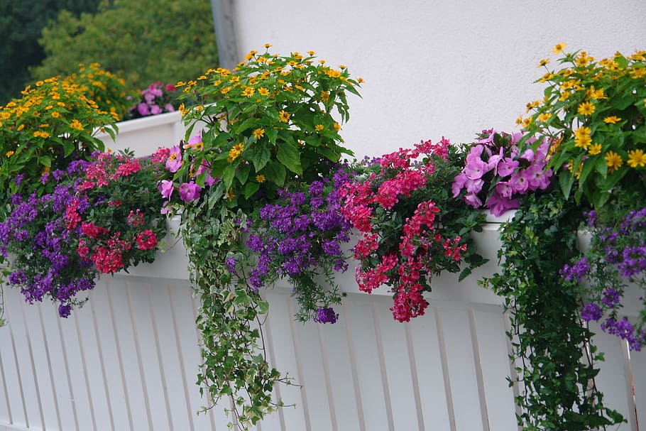 plantas de balcón, planta floreciente, verano, sol, flor, planta floreciendo, planta, naturaleza, frescura, exterior del edificio