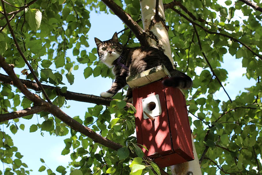 Bad, Cats, You, Are, Come, For You, cat, wooden, birdhouse, tree