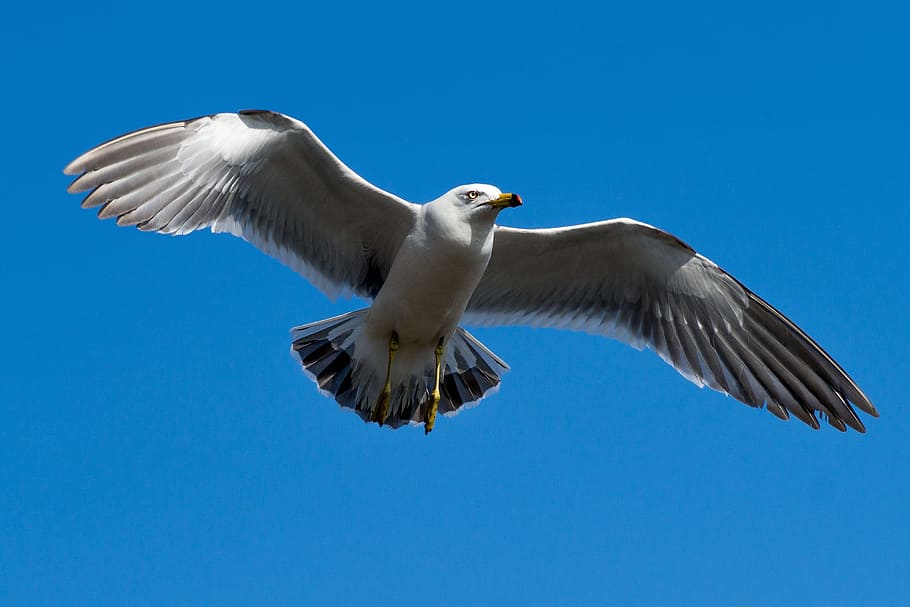 Seagull, Sky, Blue, Blue, Wing, Emergency, sky, blue, wing, animal, beach, sea birds