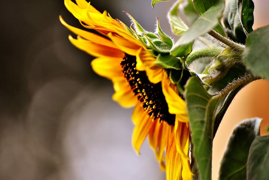 selectivo, fotografía de enfoque, girasol, flor del sol, verano, jardín, flor, floración, amarillo, helianthus
