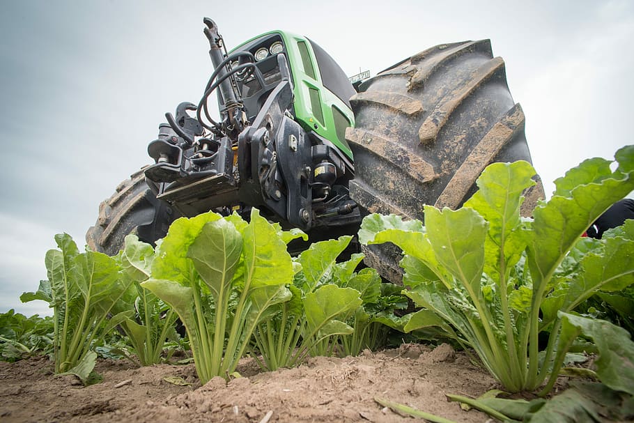 black, green, Sugar Beet, Agriculture, Tractor, Arable, beets, field, bauer, day