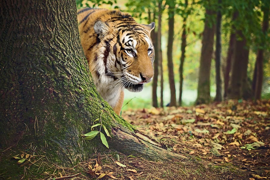 animal, tiger, india, tiger of bengal, tree, fields, feline, look, attack, good looking