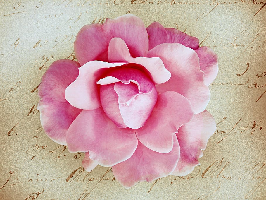 pink, rose, flower, paper, stationery, greeting card, retro look, backgrounds, pink Color, beauty in nature