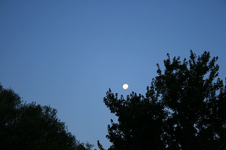 blue sky, moon in the day, rising moon, dark trees, nature, silhouetted trees, tree, plant, sky, moon