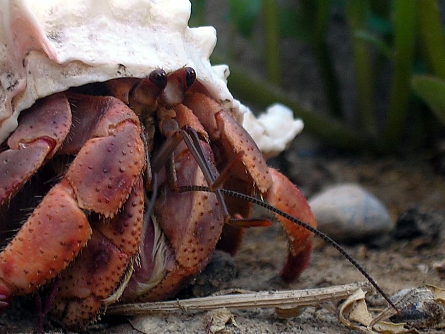 -, Caribbean hermit crab, Coenobita clypeatus, crustacean, hermit crab, public domain, shell, wildlife, crab, animal Shell