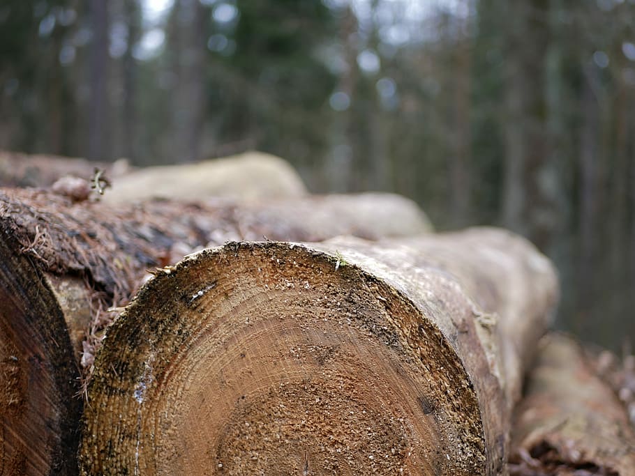 pohon, kayu, suku, alam, memotong kayu, kulit kayu, kayu bakar, lingkungan, kehutanan, latar belakang