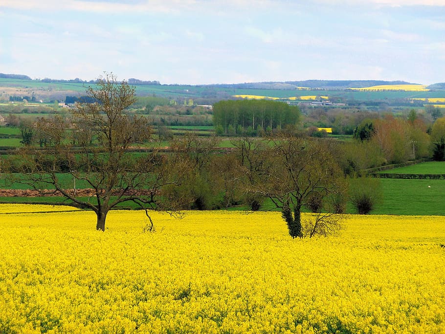 field, nature, agriculture, landscape, farm, cotswolds, gloucestershire, canola, countryside, stow on the wold