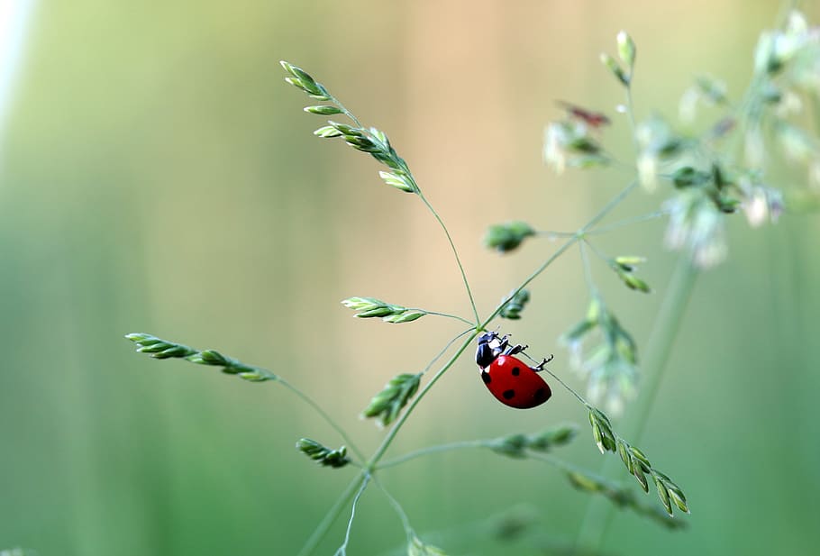selective, focus photography, ladybird, perched, plant branch, ladybug, beetle, coccinellidae, insect, nature