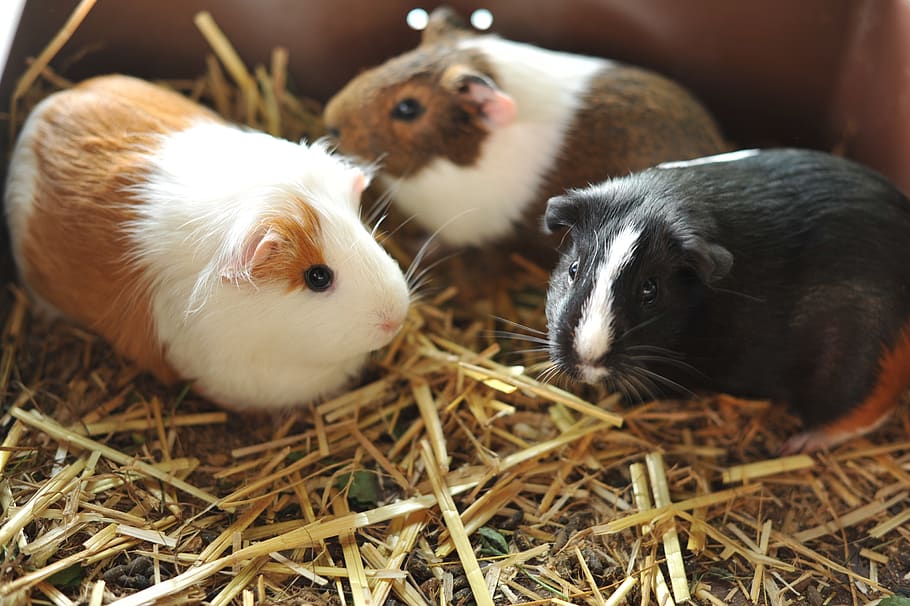 guinea pig, animals, pet, small animal, rodent, cute, animal themes, animal, mammal, group of animals