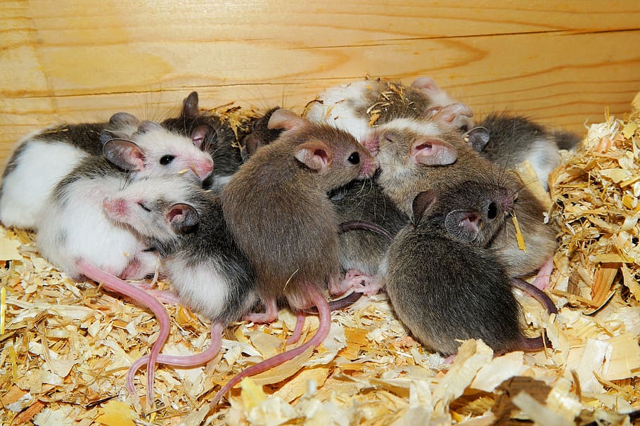 mastomys, mice, cute, rodents, society, close, nest, young, fur, savannah