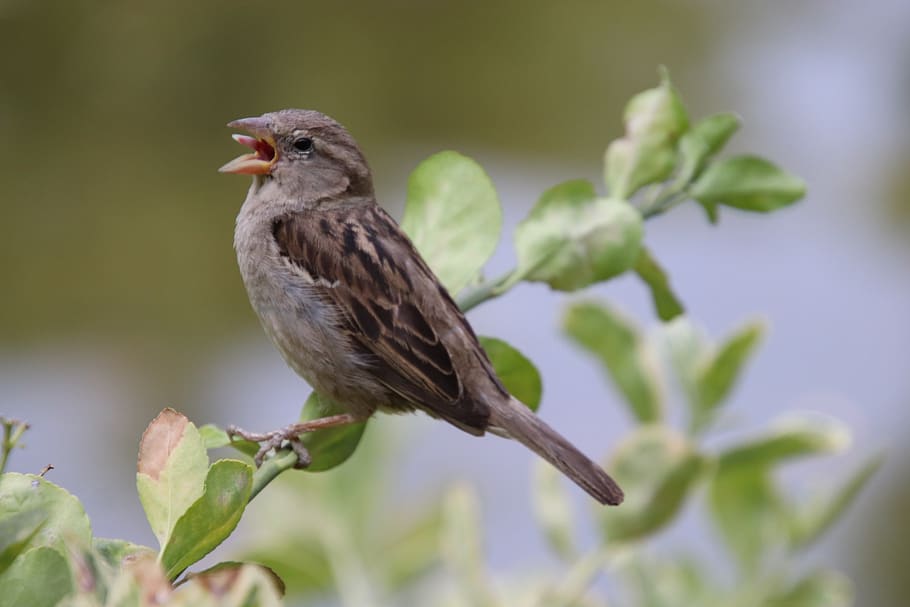 sparrow, bird, chick, young, beak, language, cute, grey, garden, tree