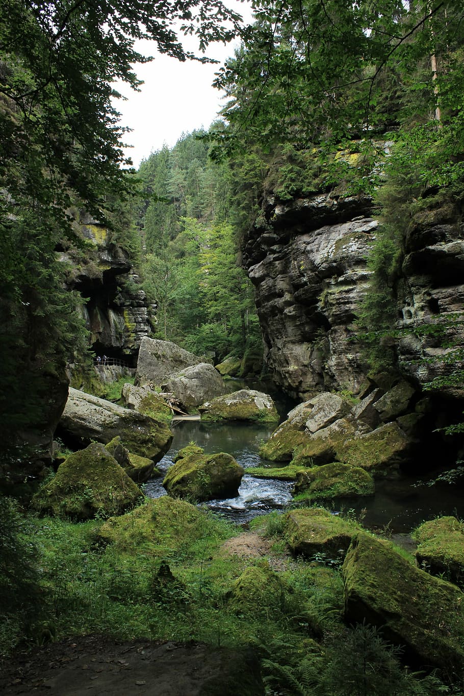 hřensko, rocks, czech switzerland, river, gorges, water, stone, plant, tree, growth