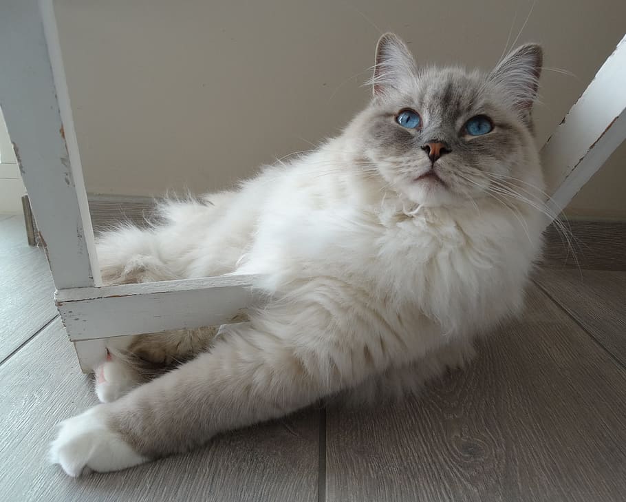 medium-coated white cat, Cat, Remote Access, Ragdoll, Pet, Relax, quiet, domestic cat, pets, domestic animals