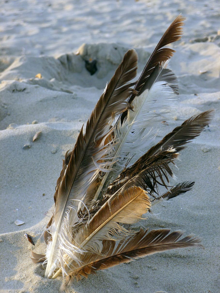 pluma de ave, playa de arena, naturaleza, pluma, pluma de gaviota, vacaciones, mar del norte, junto al mar, arena, perdido