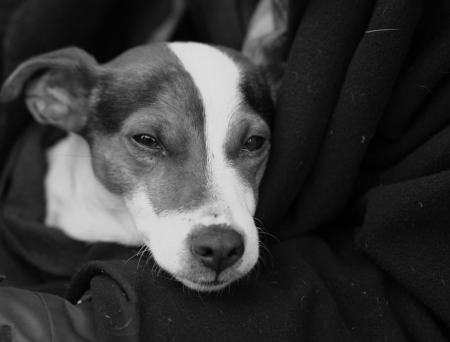 dog, tramp, lap, the muzzle, the eyes, jacket, close-up, one animal, canine, mammal