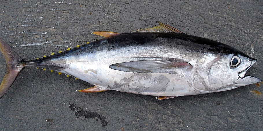gray, black, tuna, Thunnus, Tuna, Fish, Bigeye Tuna, fish, obesus, predatory fish, fishing
