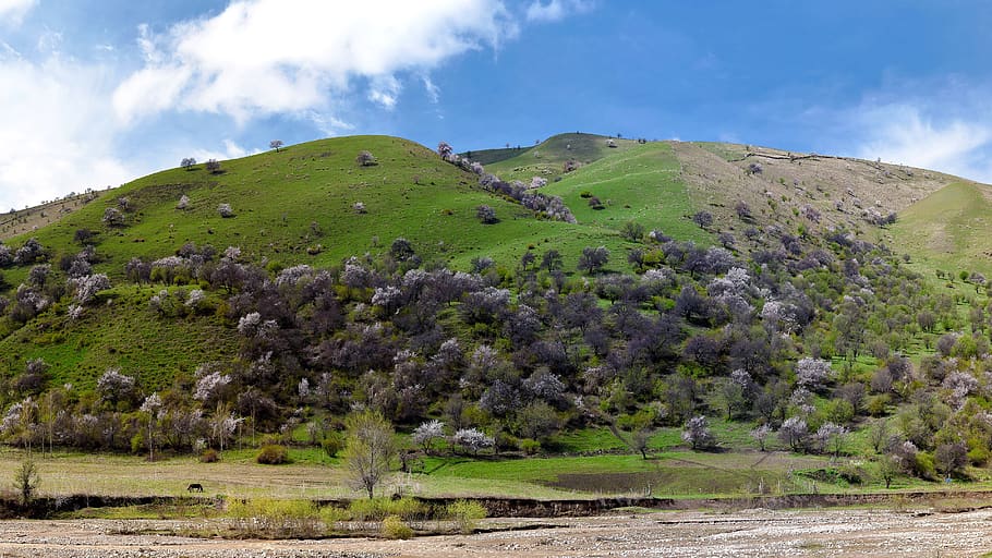 nature, landscape, lawn, hill, sky, kurdish ning, in xinjiang, beauty in nature, cloud - sky, green color