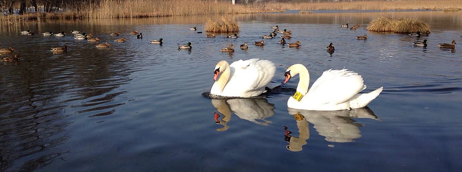 swans, water birds, lake, nature, winter, water, animals in the wild, animal wildlife, animal, group of animals