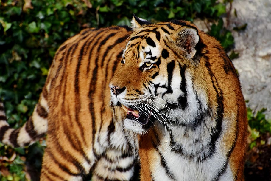 tiger, daytime, tiger head, big cat, cat, predator, wildcat, dangerous, siberian tiger, whiskers