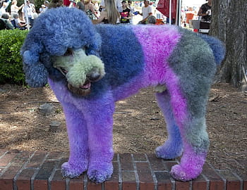 poodle-dyed-dog-coat-royalty-free-thumbnail.jpg