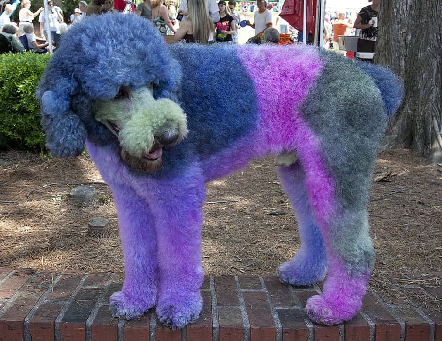 closeup, painted, purple, blue, standard, poodle, brick bench, dyed, dog, coat