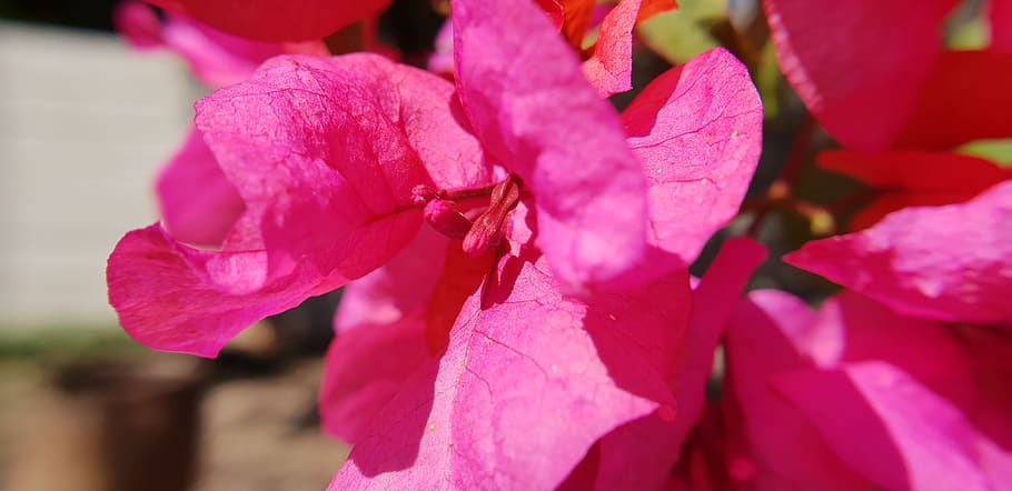 bougainvilia, red flowers, nature, red, bloom, plant, garden, spring, summer, flora