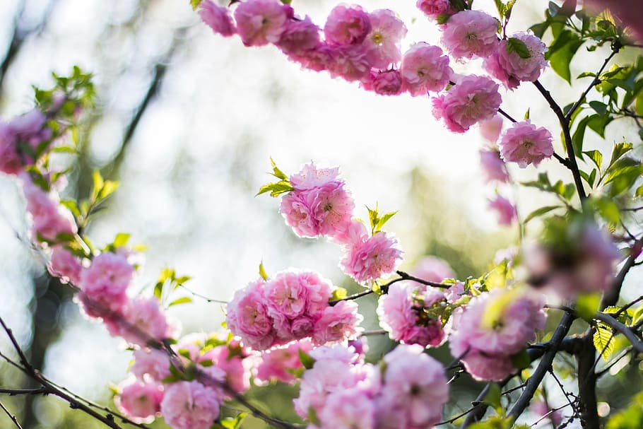 merah muda, bunga-bunga petaled, mekar, siang hari, bunga, pohon, cabang, alam, tanaman, outdoor
