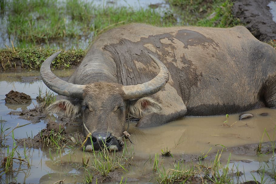 black, water buffalo, lying, mud, daytime, buffalo, rice fields, indonesia, asia, viet nam