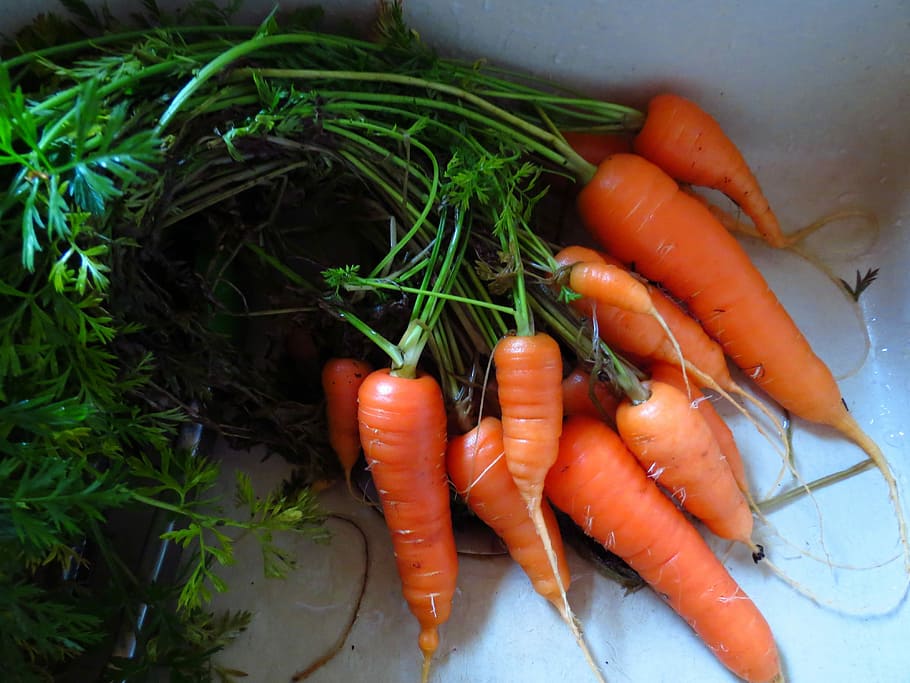 fresh carrots, Fresh, carrots, carrot, green, ingredient, ingredients, orange, vegetable, vegetables