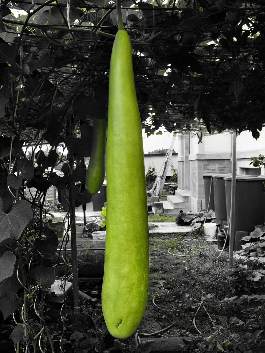 giant zucchini, vegetables, zucchini, salad, ingredients, eat, food, vegetable, plant, green color