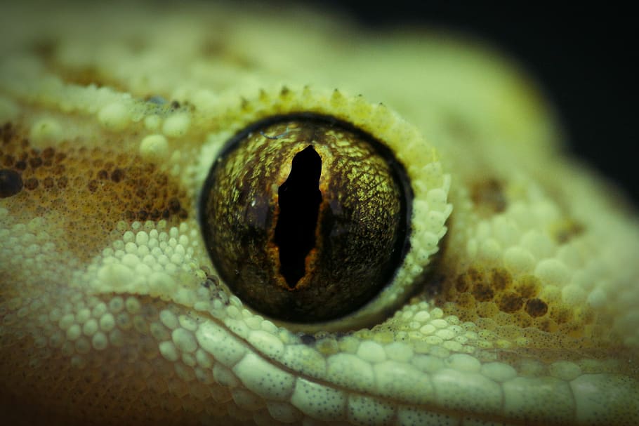 eye, lizard, angelfish, the universe, cleft, magnificent, overview, vision, color, eyes