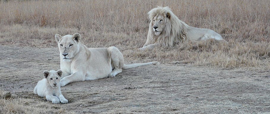 white lion family, white lion, lion, wildlife, africa, big cats, lion cub, female, males, baby