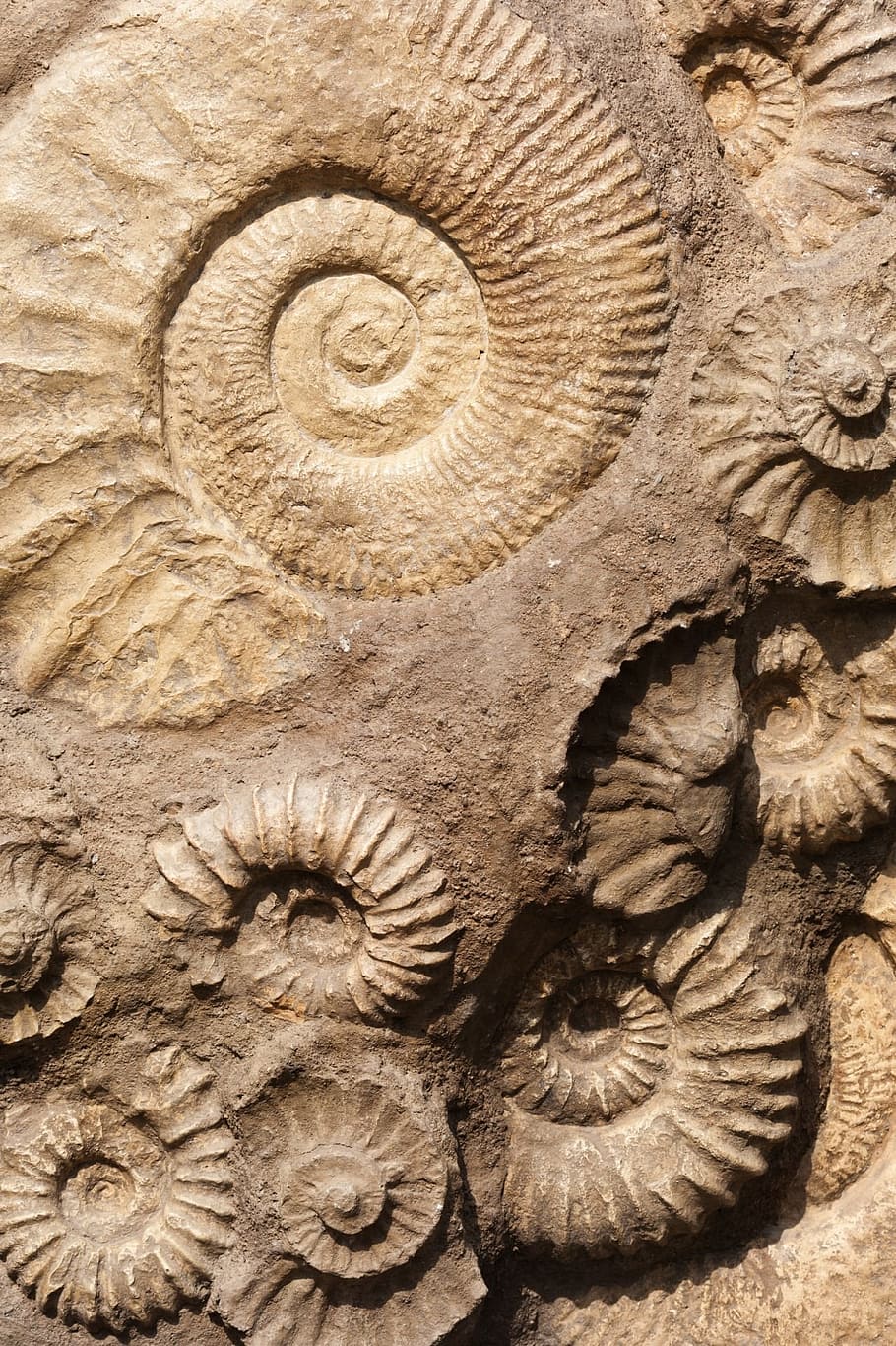 en relieve, concha de nautilus, marrón, decoración, concha, fósil, antiguo, piedra, naturaleza, roca