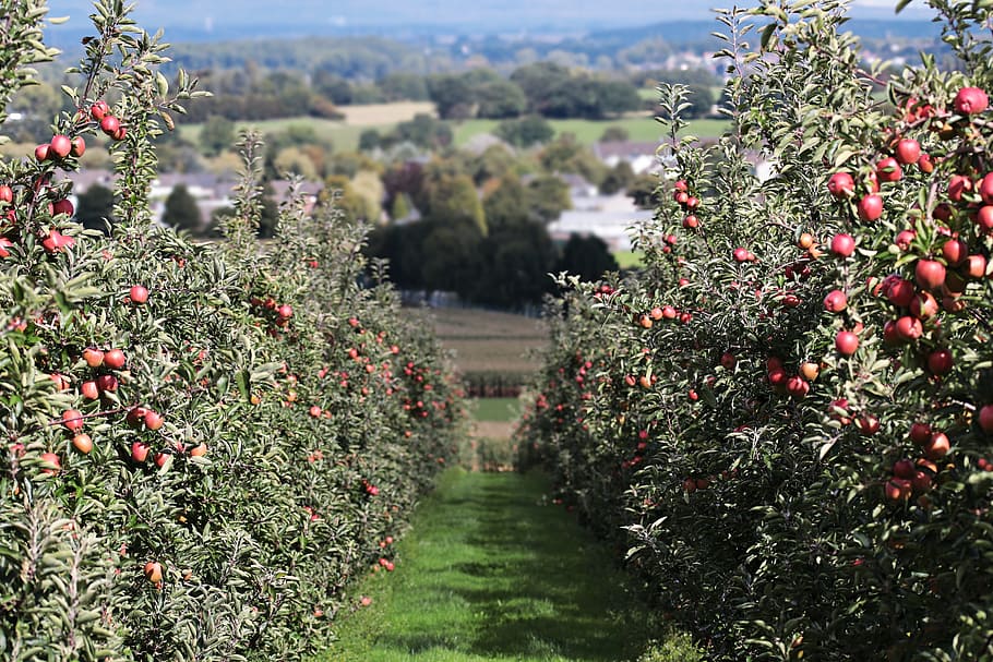 green, apple tree field, apple, landscape red, apple orchard, delicious, fruit, vitamins, frisch, red apple