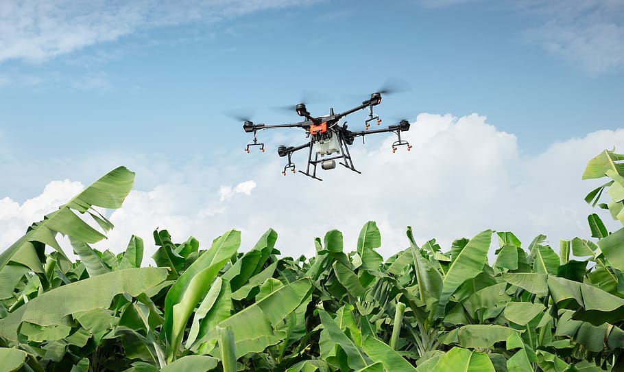 Dji, UAV, drone perlindungan tanaman, tanah pertanian, pertanian, perlindungan tanaman, T16, Kebun buah, pisang, agras