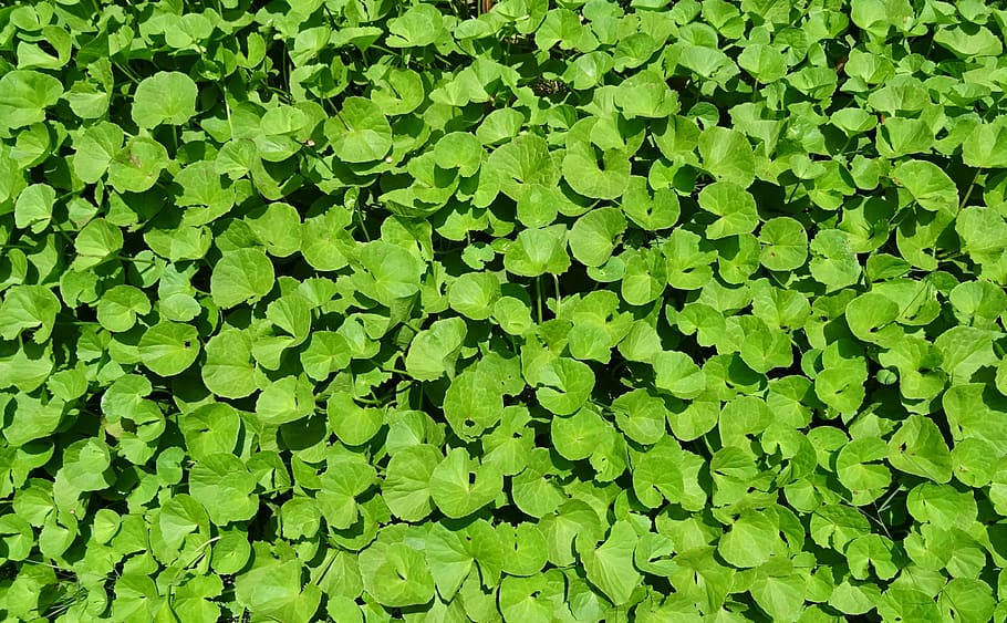 green leafed plants, plant, herb, medicinal, indian pennywort, coinwort, indian water navelwort, pennyweed, spadeleaf, ayurveda