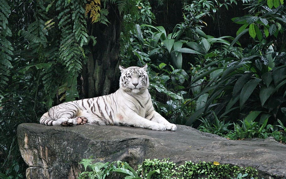 whit tiger, lying, gray, rock, nature, wildlife, mammal, animal, outdoors, wild