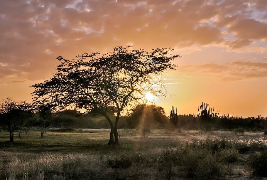 silueta de árbol, puesta de sol, isla margarita, las guevaras, venezuela, cielo, anochecer, paisaje, color, naturaleza
