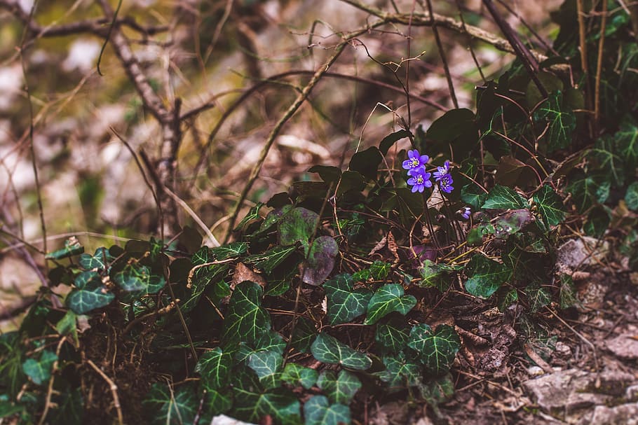 Nature, Wood, Forrest, flower, growth, tree, outdoors, plant, flowering plant, fragility